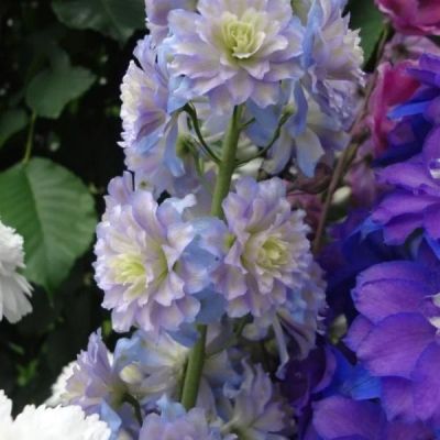 Дельфиниум Мистери Сэнсэйшн Дельфиниум Мистери Сэнсэйшн - Dolina-Sad.Ru