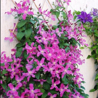 Клематис Инспирэйшн Клематис Инспирэйшн - Dolina-Sad.Ru