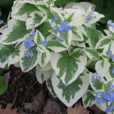 Бруннера Макрофила Вариегата , C2 Бруннера Макрофила Вариегата , C2 фото