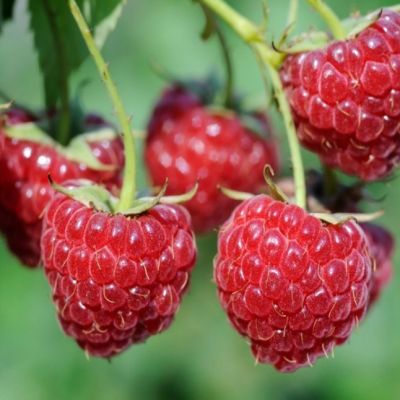 Малина Зева Хебстерн/Ремонтантная фото