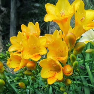 Фрезия Дабл йелоу фото