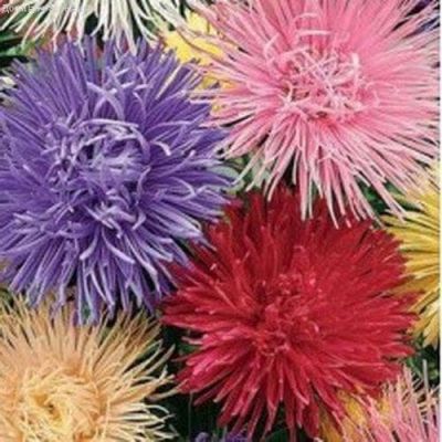 Астра Харц тонкоигольчая Смесь Астра Харц тонкоигольчая Смесь фото