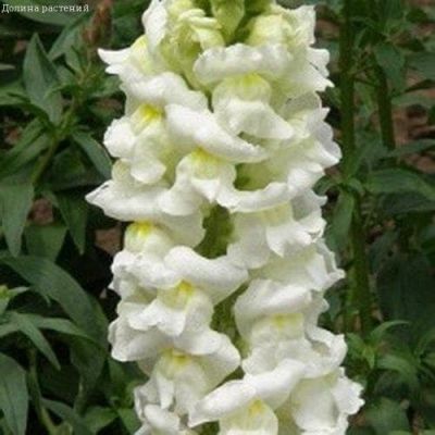 Львиный зев Аляска Львиный зев Аляска фото