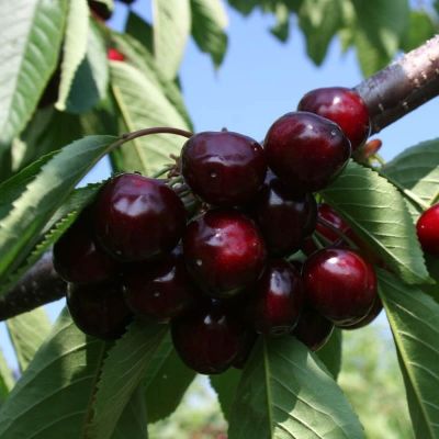 Черешня Валерий Чкалов фото