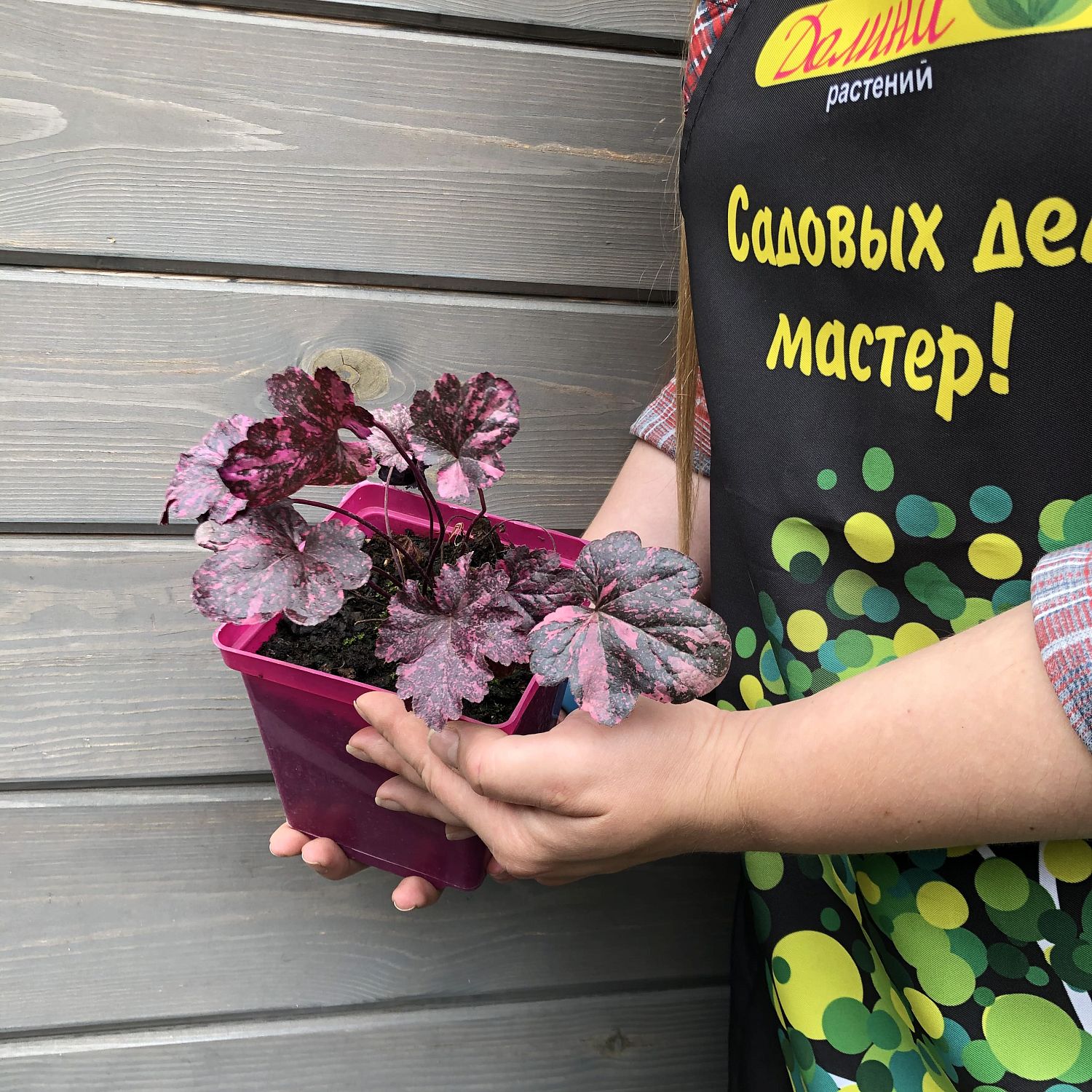 Гейхера Миднайт Роуз Селект Гейхера Миднайт Роуз Селект фото