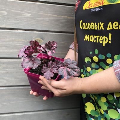 Гейхера Миднайт Роуз Селект Гейхера Миднайт Роуз Селект фото