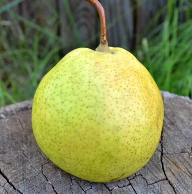 Груша Россошанская/Осенняя Груша Россошанская/Осенняя фото