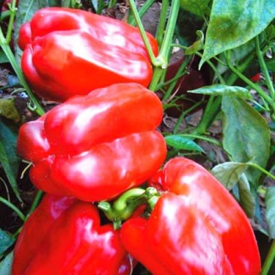 Перец Медаль Н11 фото