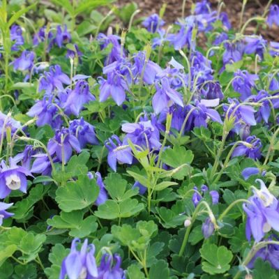 Аквилегия альпийская - Dolina-Sad.Ru