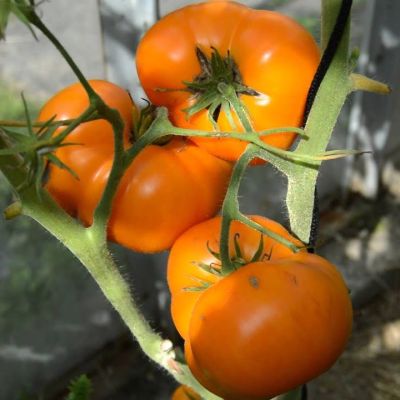 Томат Искуситель, 10шт. До 900гр Томат Искуситель, 10шт. До 900гр фото