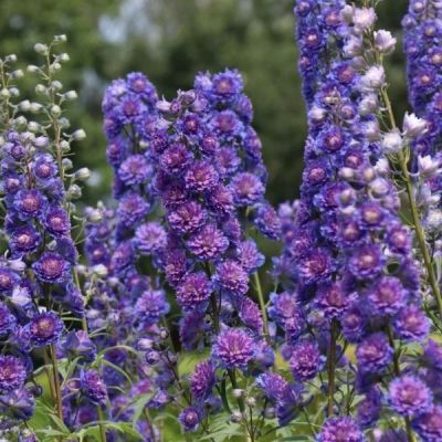 Дельфиниум Мистери Сэнсэйшн Дельфиниум Мистери Сэнсэйшн - Dolina-Sad.Ru