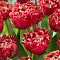 Тюльпан Катар Тюльпан Катар - Dolina-Sad.Ru