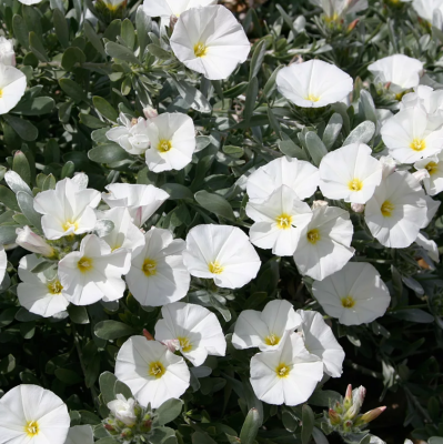 Ипомея Лаки стар "Чудесный балкон" фото