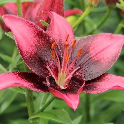 Лилия Пурпл Ай (в горшке) Лилия Пурпл Ай (в горшке) фото