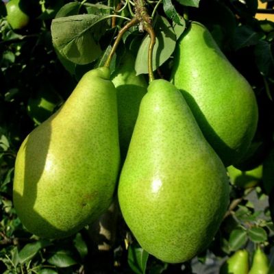 Груша Ноябрьская/Зимняя Груша Ноябрьская/Зимняя фото