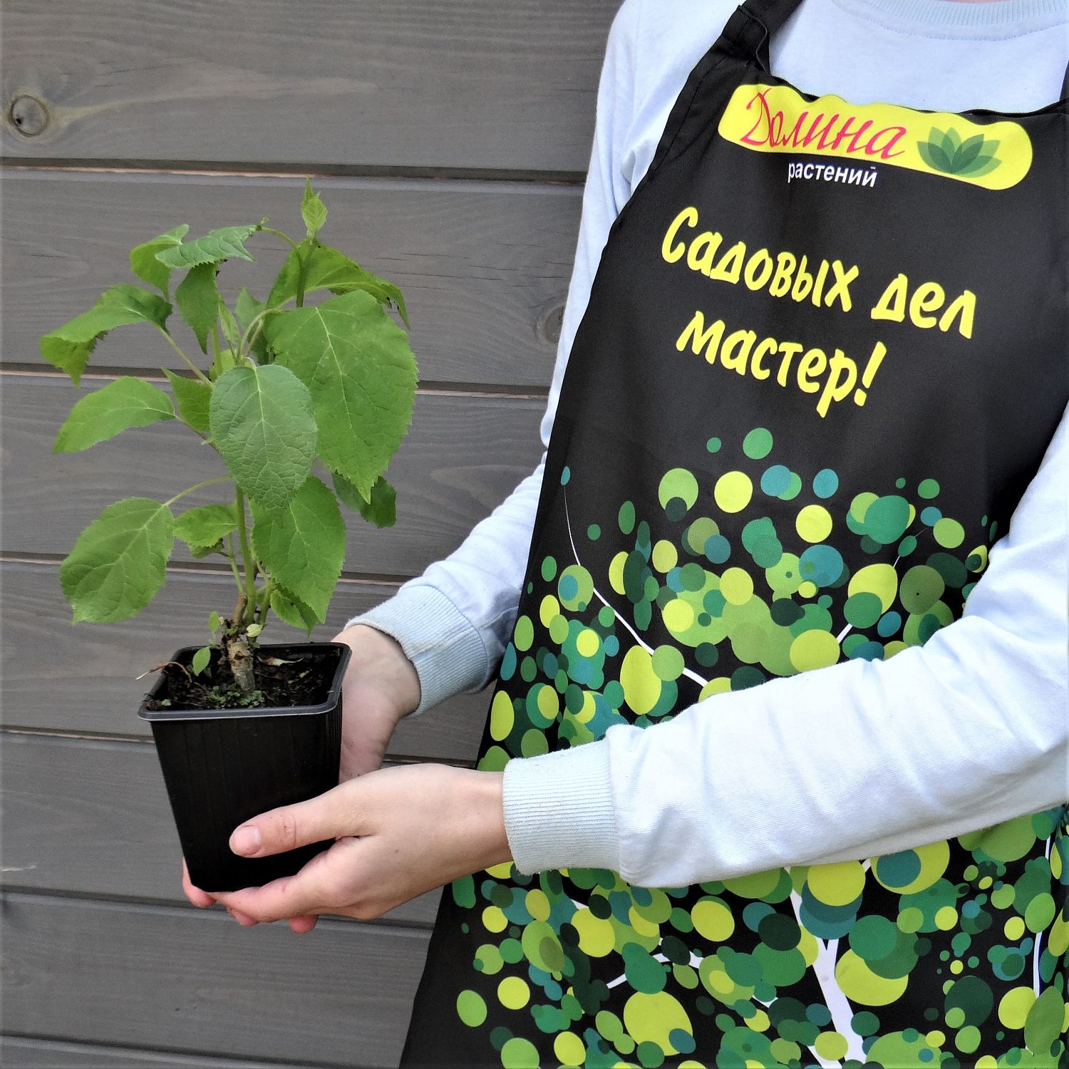 Гортензия древовидная Аннабель, С2 Гортензия древовидная Аннабель, С2 - Dolina-Sad.Ru