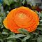 Ранункулюс Оранж Ранункулюс Оранж фото