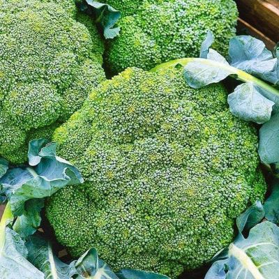 Капуста брокколи Маратон F1 Капуста брокколи Маратон F1 фото