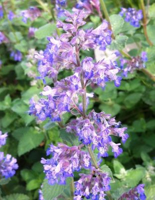 Котовник Фассена Дропморе - Dolina-Sad.Ru