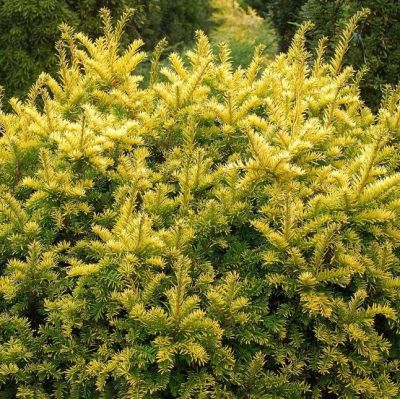 Тисс ягодный Элегантиссима фото