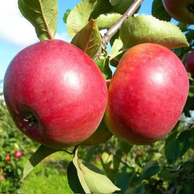 Яблоня Белорусское Сладкое/Зимняя Яблоня Белорусское Сладкое/Зимняя фото