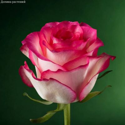 Роза Джумилия в горшке Роза Джумилия в горшке - Dolina-Sad.Ru