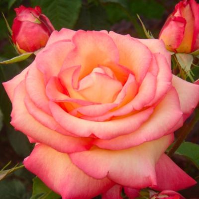 Роза Ди Вельт - Dolina-Sad.Ru