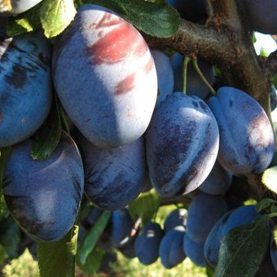 Слива Венгерка Белорусская Слива Венгерка Белорусская фото