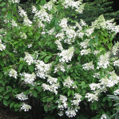 Гортензия метельчатая Левана, С2 - Dolina-Sad.Ru