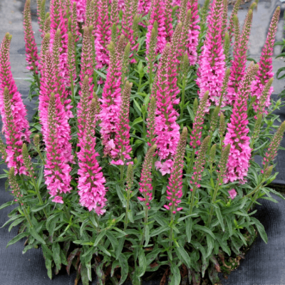 Вероника колосистая Хайдекинд Вероника колосистая Хайдекинд фото