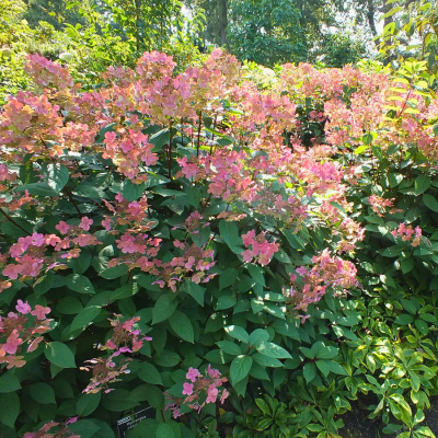 Гортензия метельчатая Эрли Сенсейшн Гортензия метельчатая Эрли Сенсейшн фото