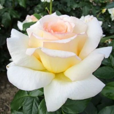 Роза Анастасия Роза Анастасия - Dolina-Sad.Ru