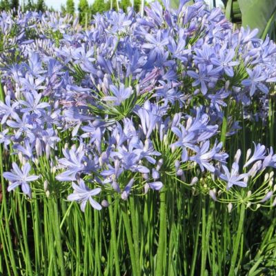 Агапантус Питер Пен - Dolina-Sad.Ru