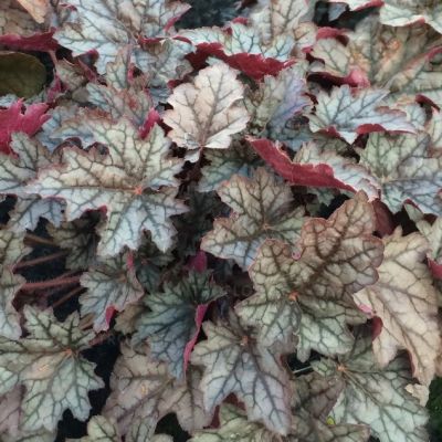 Гейхера Ворлд Кафе Корретто Гейхера Ворлд Кафе Корретто - Dolina-Sad.Ru