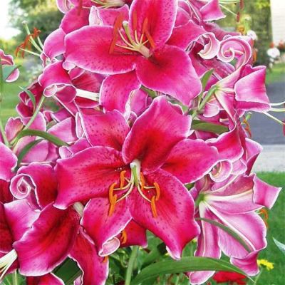 Лилия Кобра (в горшке) Лилия Кобра (в горшке) фото