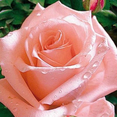 Роза Сюзанна Роза Сюзанна - Dolina-Sad.Ru