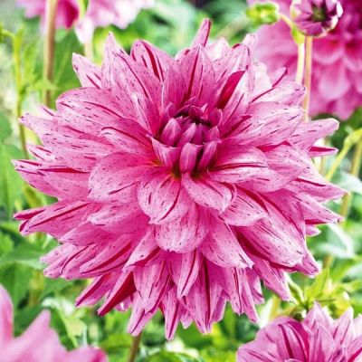 Георгина Пэинтед Герл Георгина Пэинтед Герл фото