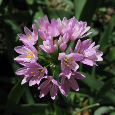 Аллиум Розеум Аллиум Розеум фото