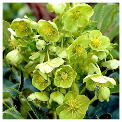 Морозник Грин Дварф - Dolina-Sad.Ru