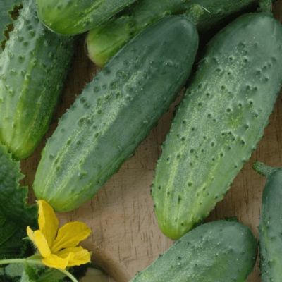 Огурец Пасамонте F1 Огурец Пасамонте F1 фото