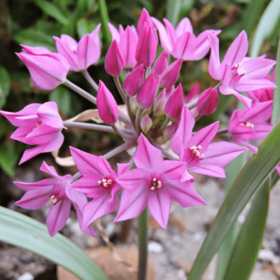 Аллиум Ореофилум фото