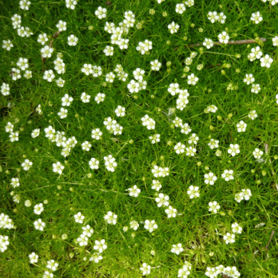 Мшанка шиловидная Лайм Мосс , P9 Мшанка шиловидная Лайм Мосс , P9 фото