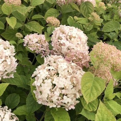 Гортензия древовидная Кэндибэль Маршмеллоу, С2 - Dolina-Sad.Ru