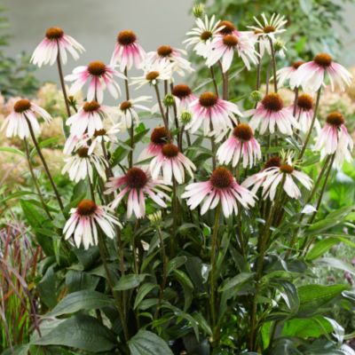 Эхинацея Претти Парасол Эхинацея Претти Парасол - Dolina-Sad.Ru