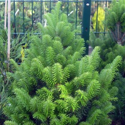 Пихта белая Пирамидалис Пихта белая Пирамидалис фото