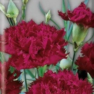 Гвоздика гренадин Король в черном Гвоздика гренадин Король в черном фото