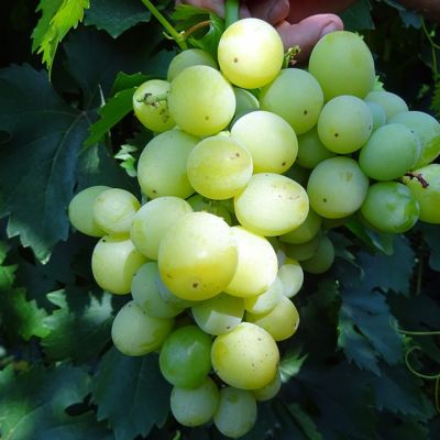 Виноград Агрус - Dolina-Sad.Ru