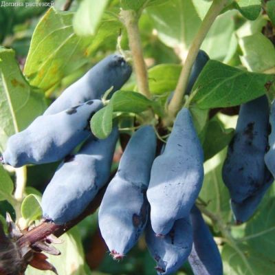 Жимолость Ленинградский Великан (саженец 2 года) Жимолость Ленинградский Великан (саженец 2 года) - Dolina-Sad.Ru