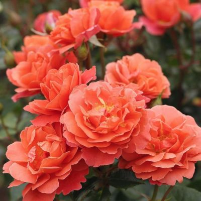 Роза Теодор Фонтейн Розе - Dolina-Sad.Ru