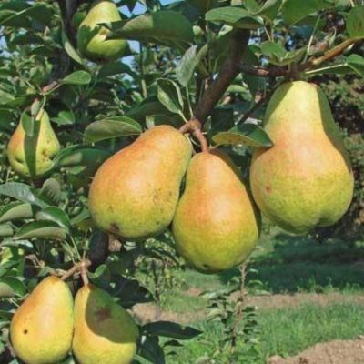 Груша Вильямс Груша Вильямс - Dolina-Sad.Ru